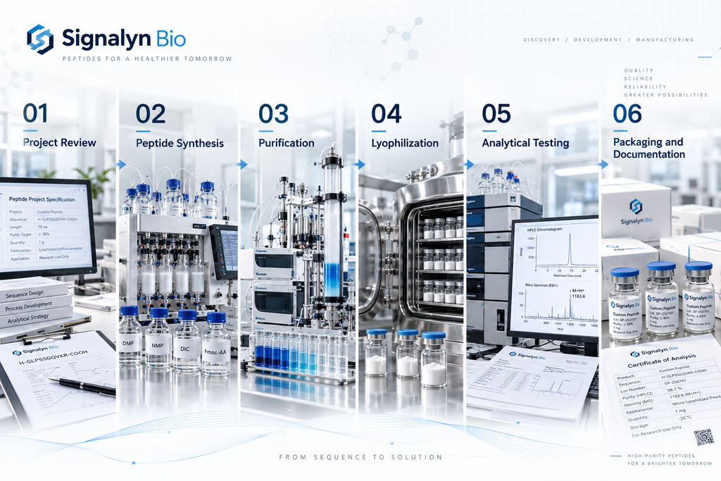 Six-step peptide manufacturing workflow showing project review, peptide synthesis, purification, lyophilization, analytical testing, and packaging documentation